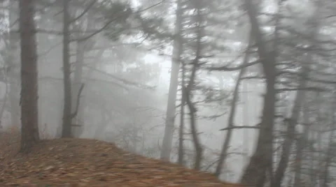 Scary road in the woods 4 Stock Footage 44150305