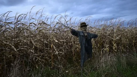 Scary scarecrow in a hat Stock Footage 82651972