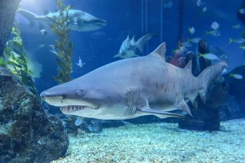 Scary shark with sharp teeth protruding from its mouth underwater world. Stock-Fotos