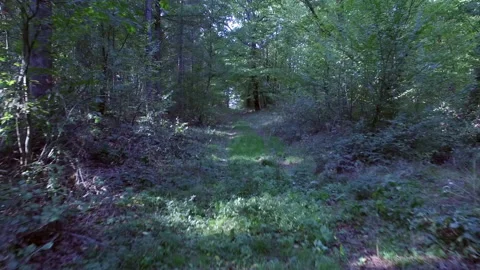 Scary shot of Forrest - Trombone Effect Stock Footage 141503189