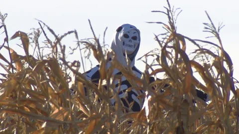 Scary Skeleton in corn field Stock Footage 84900208