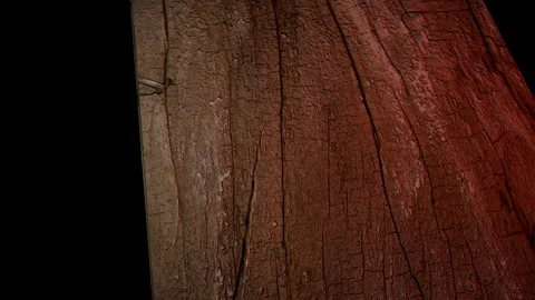 Scary Skeleton Opening the Coffin Stock Footage 141308940