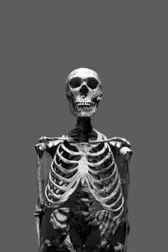 Scary Skeleton Stock Photos