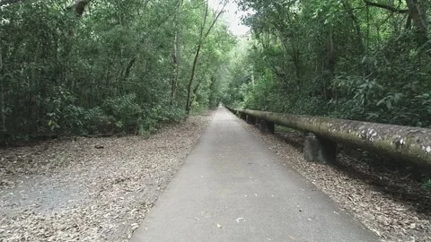 Scary slow moving shot through trees and roadway Stock Footage 142982250
