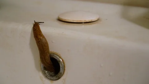 Scary slug climbs out of a rusty metal drain hole. Horror and fear concept. 스톡 동영상 117907895