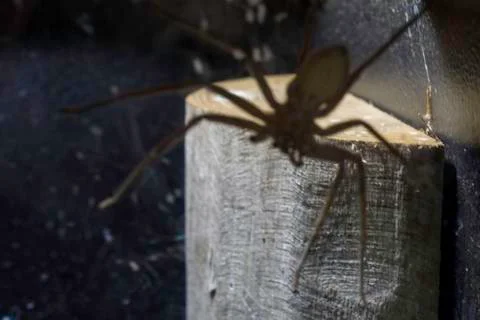 Scary spider on the camera Stock Photos