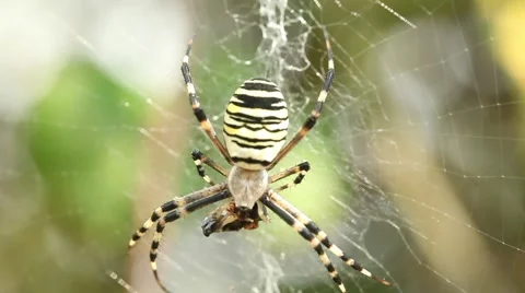 Scary spider close up eating prey Stock Footage 41789612