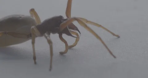 Scary spider close up Stock Footage 88449516