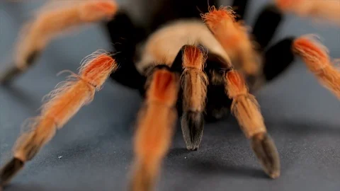 Scary spider close up tarantula with orange and black hair. Long legs of a pet t Stock Footage 113000673
