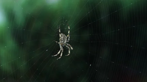 A scary spider with a cross on its back is waiting for dinner, the spider bites, Stock Footage 216472698