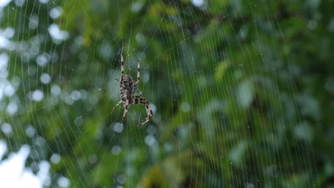 A scary spider with a cross on its back is waiting for dinner, the spider bites, Stock Footage 216473144