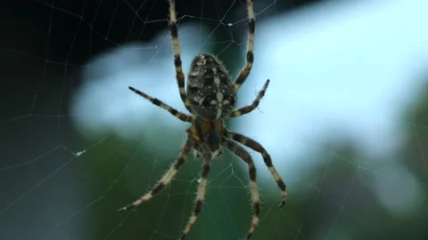 A scary spider with a cross on its back is waiting for dinner, the spider bites, Stock Footage 216474697