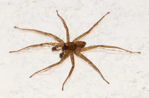 Scary Spider 写真素材