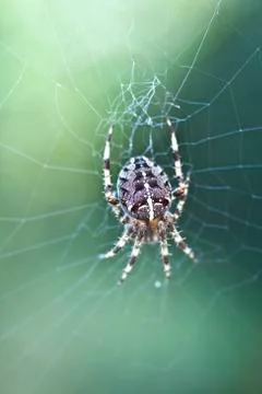 Scary spider Stock Photos