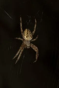 Scary spider on a web, close-up macro photography Stockfoto's