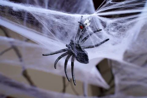 Scary spider in a web Stock Photos