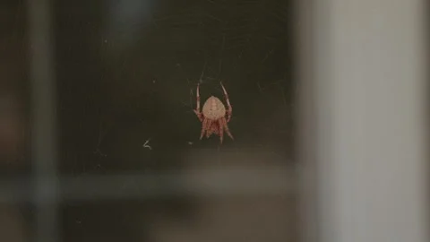 Scary spider on web slo moving Stock Footage 302956144