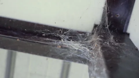 Scary spider web trap at the angle of the wall, spiders weaving web in abandoned Stock Footage 260835196