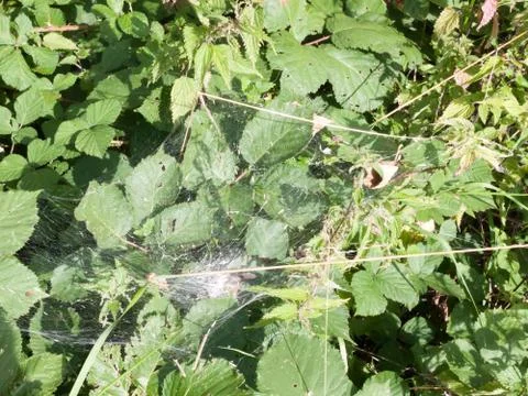 Scary spider's web large up close on top of shrub leaves Stock Photos