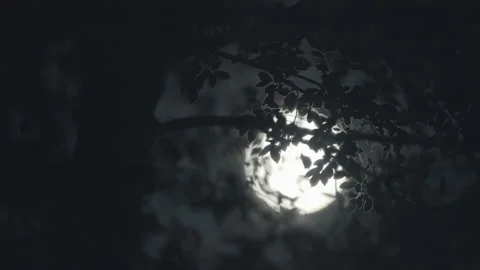 Scary Spooky Full Moon in Forest at Night Stock Footage