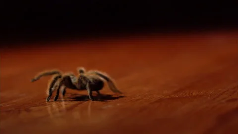 Scary tarantula spider Stock Footage 253599784