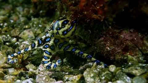 Scary toxic blue ringed octopus crawling underwater Video stock 127082053