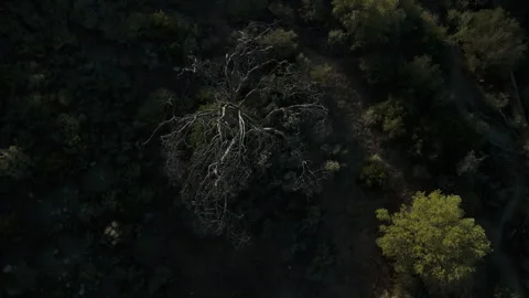 Scary Tree 2 Stock Footage 345293196