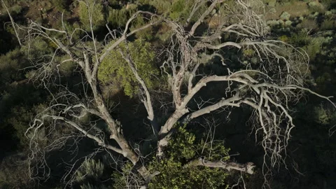Scary Tree 3 Stock Footage 345293221