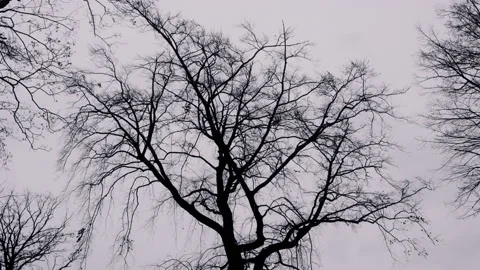 Scary tree, dark branches. Natural, eerie landscape. Stock Footage 148479749
