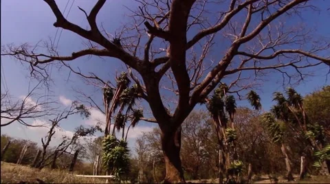 Scary tree Stock Footage 49267797