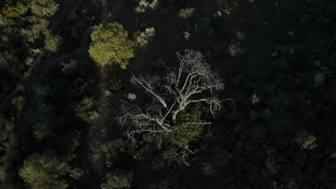 Scary Tree Stock Footage 345293480