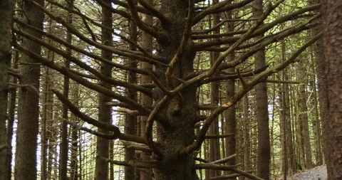 Scary tree with many bare branches in the forest Stock Footage 103394297