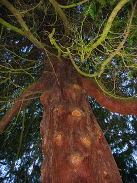 Scary tree Stock Photos