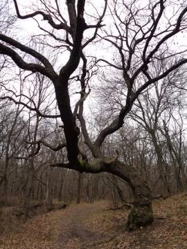 Scary Tree Foto stock