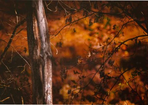 Scary Tree Stock Photos
