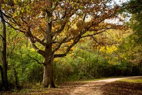 Scary Tree on a trail Stock Photos