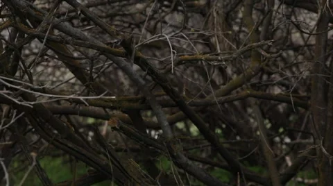 Scary Tree Vines Stock Footage