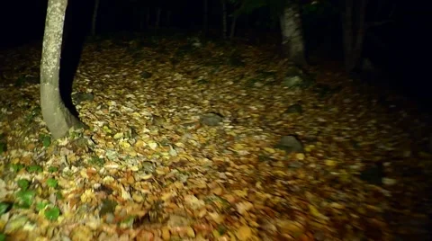 Scary trees with roots in a dark forest. Victim escapes runs away from a maniac Stock Footage 56353220