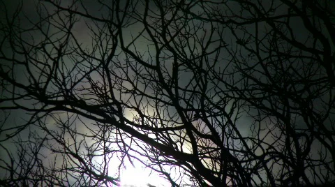 Scary Twisted Tree Silhouette Night - Moonlight Timelapse  Stock Footage