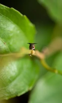 Scary Ugly looking insect grabs onto a stem of a leaf macro photograph Stock Photos