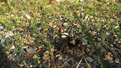 Scary Venomous Tarantula on Roadside Preparing in the Grass to Attack Stock Footage 93662820