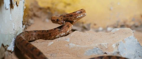 Scary viper snake lying in a rock, preparing to attack. Stock Footage 129102101