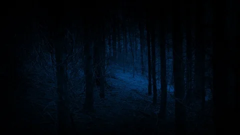 Scary Walking POV Towards Forest Opening At Night Vidéo 127426663