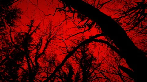 Scary Walking POV Under Dark Trees And Red Sky Stock Footage 244741340