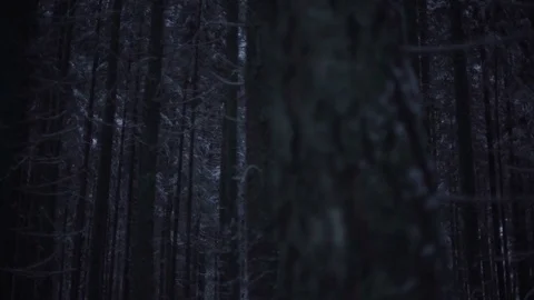 Scary walking shot with a view through trees in the dark forest in the winter Stock Footage 81286599