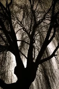 Scary weeping willow tree Foto stock