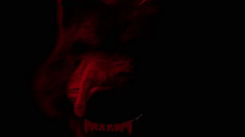 Scary Wolf: The monster comes out of the dark, growls and bites. Disturbing l Stock Footage 162176958