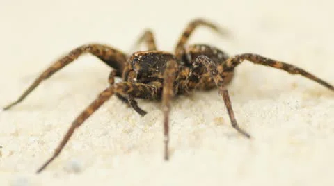 Scary Wolf Spider Stock Footage 12229386