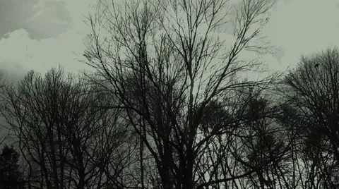 Scary Woods Video stock 32496693