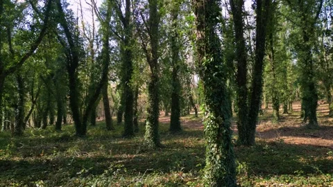 Scary Woods With Tree Trunks Covered With Crawling Ivy Plants. Pan Right Shot Stock-Footage 258907808